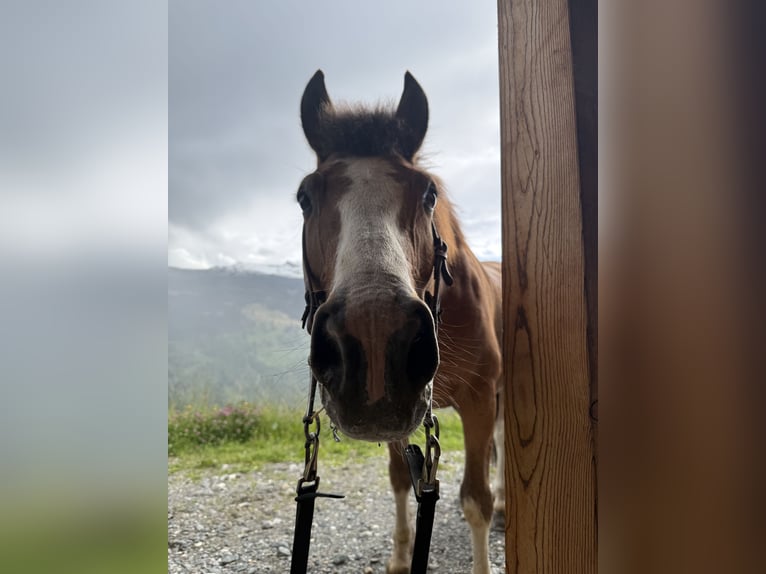 Freiberger Wallach 16 Jahre 155 cm Brauner in Saas im Prättigau