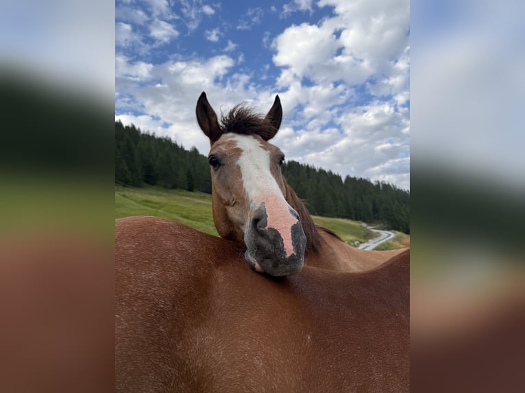 Freiberger Wallach 16 Jahre 155 cm Brauner in Saas im Prättigau