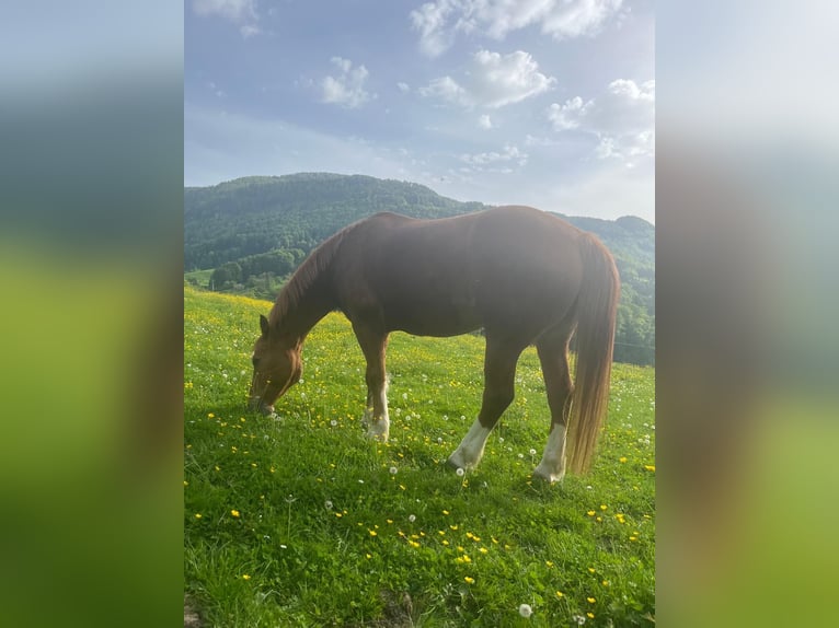 Freiberger Wallach 17 Jahre 162 cm Fuchs in Reigoldswil