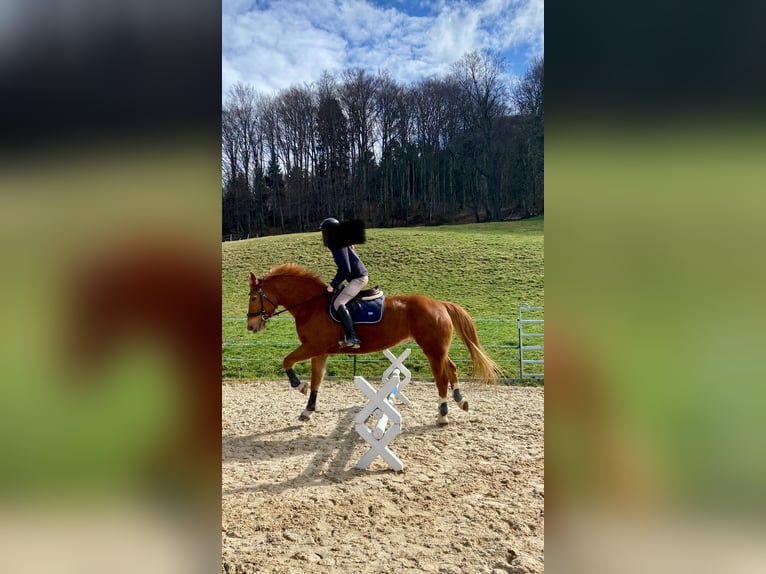 Freiberger Wallach 17 Jahre 162 cm Fuchs in Reigoldswil