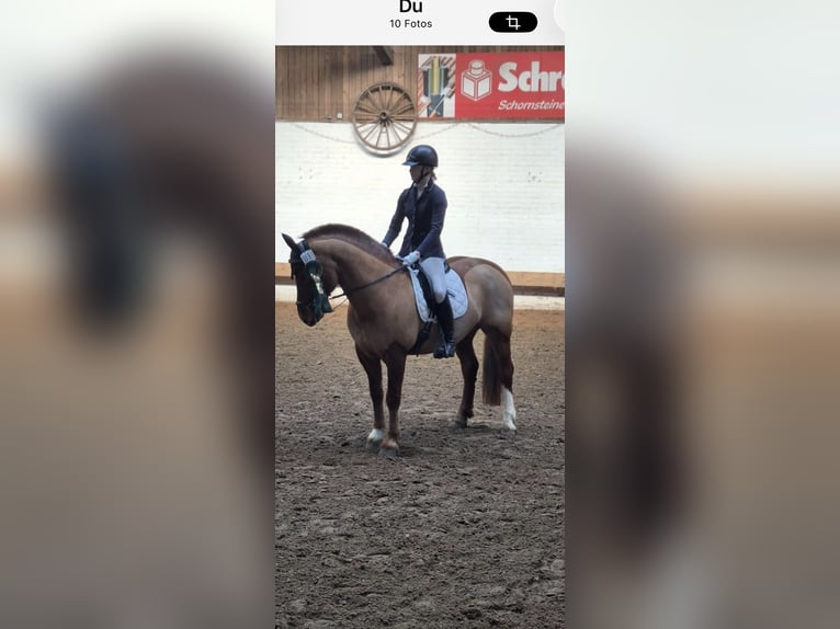 Freiberger Wallach 18 Jahre 155 cm Dunkelfuchs in Hesedorf