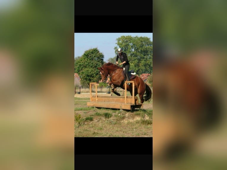 Freiberger Wallach 18 Jahre 155 cm Dunkelfuchs in Hesedorf