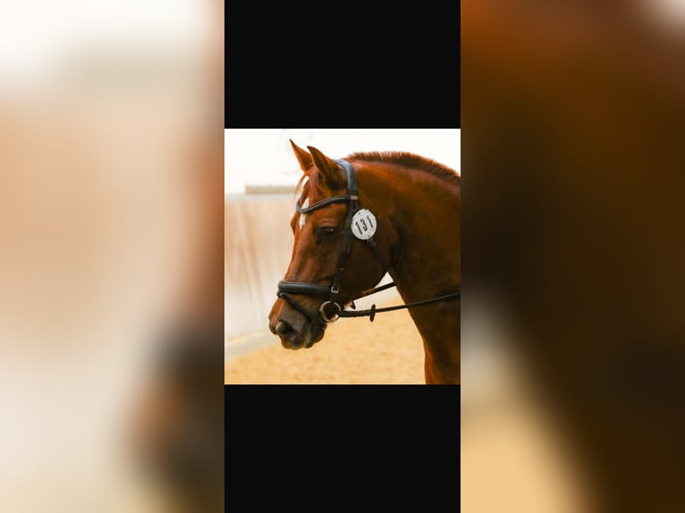 Freiberger Wallach 18 Jahre 155 cm Dunkelfuchs in Hesedorf