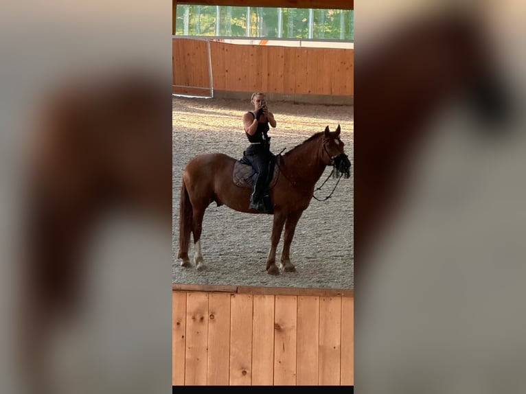 Freiberger Wallach 18 Jahre 155 cm Dunkelfuchs in Hesedorf
