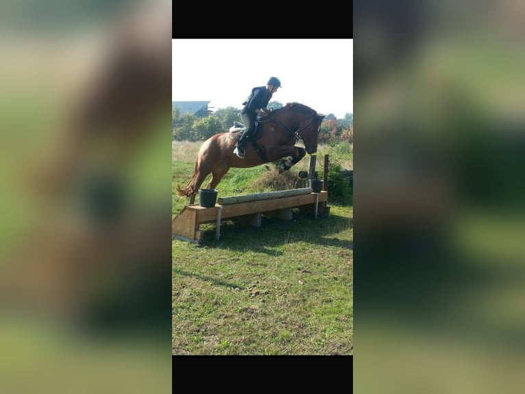 Freiberger Wallach 18 Jahre 155 cm Dunkelfuchs in Hesedorf