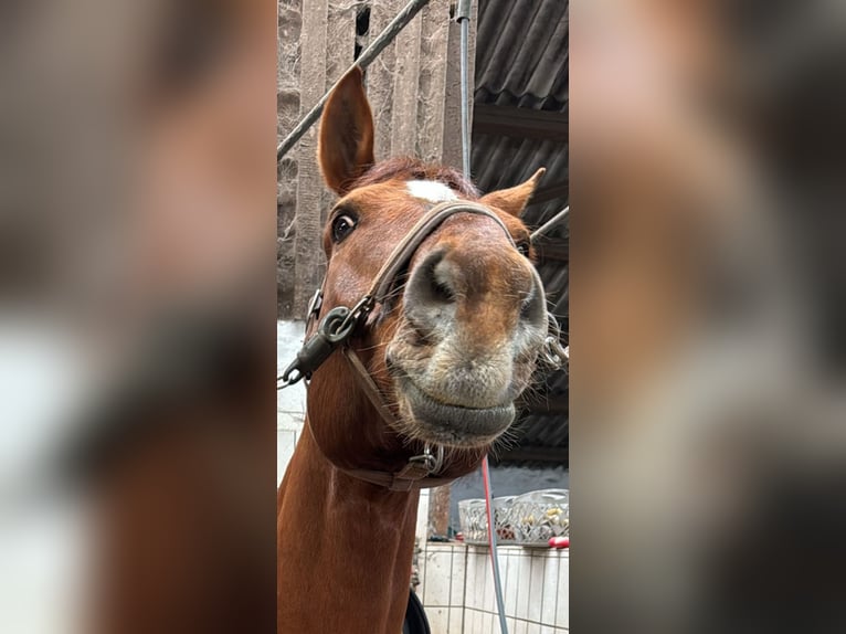 Freiberger Wallach 18 Jahre 155 cm Dunkelfuchs in Hesedorf