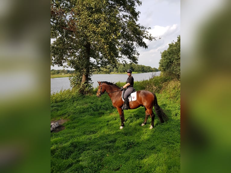 Freiberger Wallach 18 Jahre 160 cm Brauner in Georgsmarienhütte