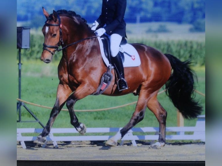 Freiberger Wallach 18 Jahre 160 cm Brauner in Georgsmarienhütte