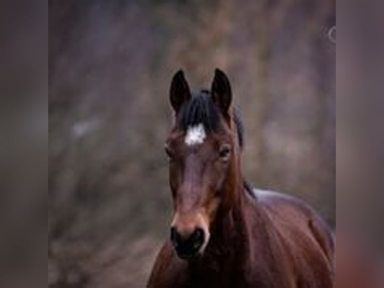 Freiberger Wallach 18 Jahre 160 cm Brauner in Georgsmarienhütte