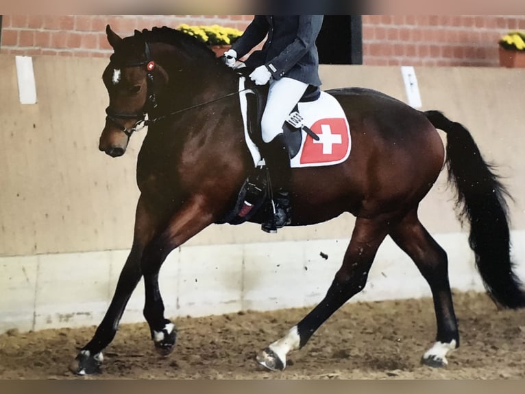 Freiberger Wallach 18 Jahre 160 cm Brauner in Georgsmarienhütte