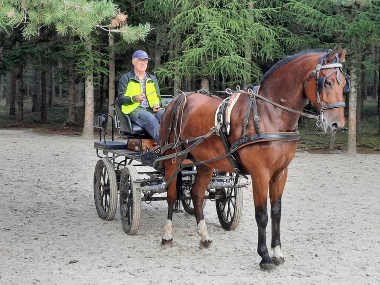 Freiberger Wallach 18 Jahre 167 cm Dunkelbrauner in Münster