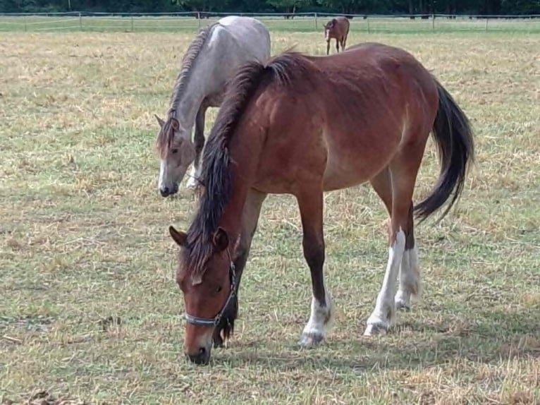 Freiberger Wallach 1 Jahr 158 cm Dunkelbrauner in Radlow