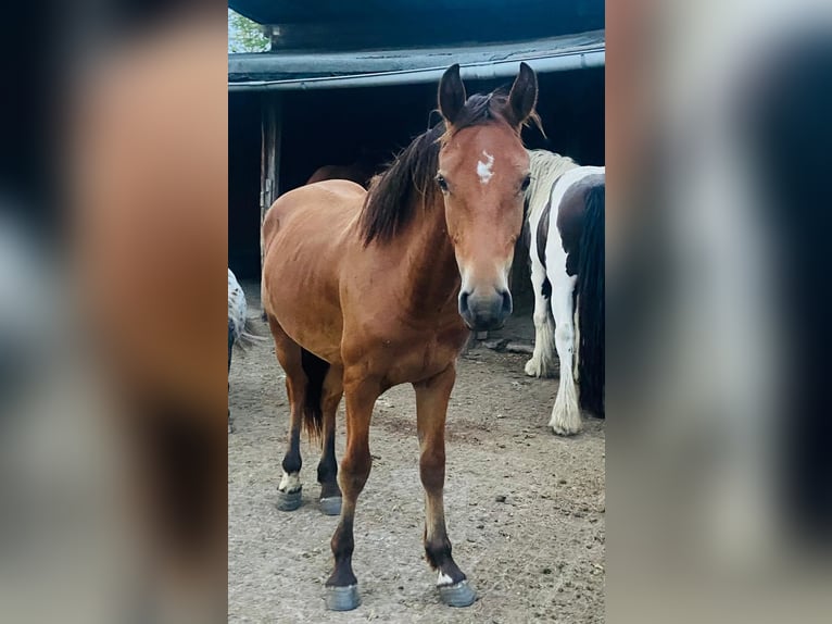 Freiberger Wallach 1 Jahr in H&#xFC;rth