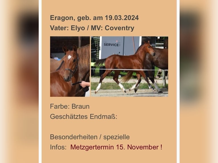 Freiberger Wallach 1 Jahr in H&#xFC;rth