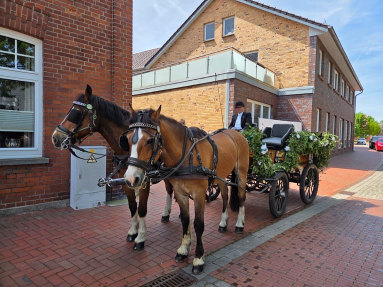 Freiberger Wallach 20 Jahre 150 cm Brauner in Kirchdorf