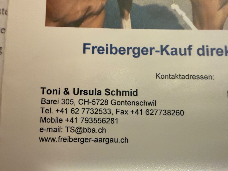 Freiberger Wallach 21 Jahre 161 cm Brauner in Leopoldschlag