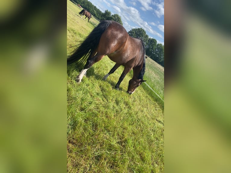 Freiberger Mix Wallach 24 Jahre 155 cm Dunkelbrauner in Gro&#xDF; Kummerfeld