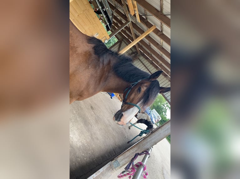 Freiberger Mix Wallach 24 Jahre 155 cm Dunkelbrauner in Gro&#xDF; Kummerfeld