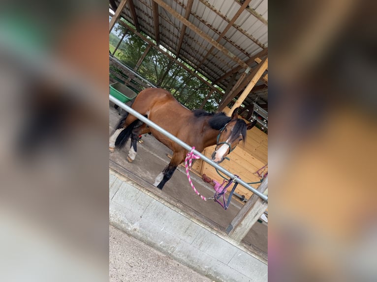 Freiberger Mix Wallach 24 Jahre 155 cm Dunkelbrauner in Gro&#xDF; Kummerfeld