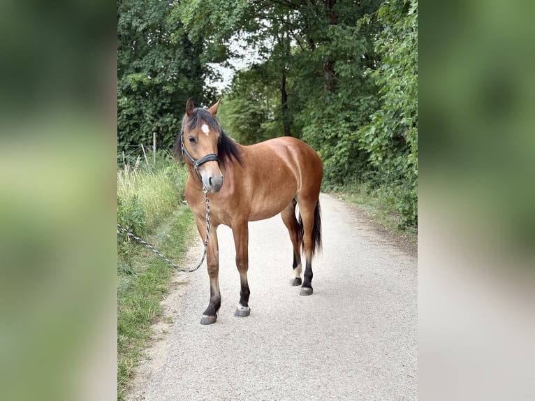 Freiberger Wallach 2 Jahre 148 cm Brauner in Nennslingen