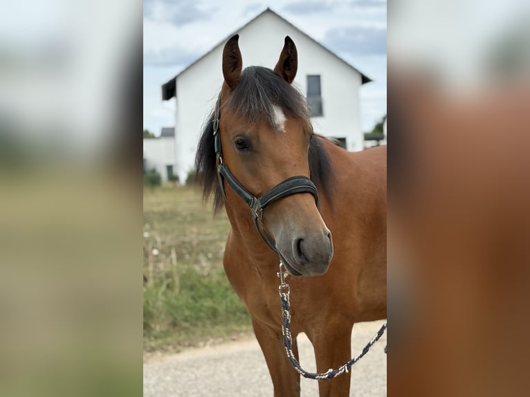 Freiberger Wallach 2 Jahre 152 cm Brauner in Nennslingen