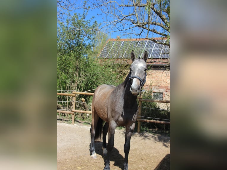 Freiberger Wallach 2 Jahre 160 cm Schimmel in B&#xF6;rrstadt