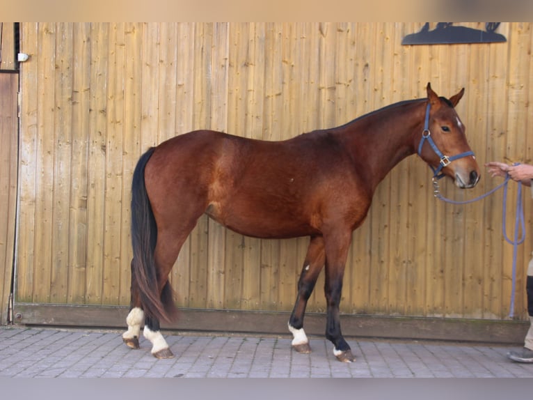 Freiberger Wallach 2 Jahre 160 cm Schimmel in B&#xF6;rrstadt