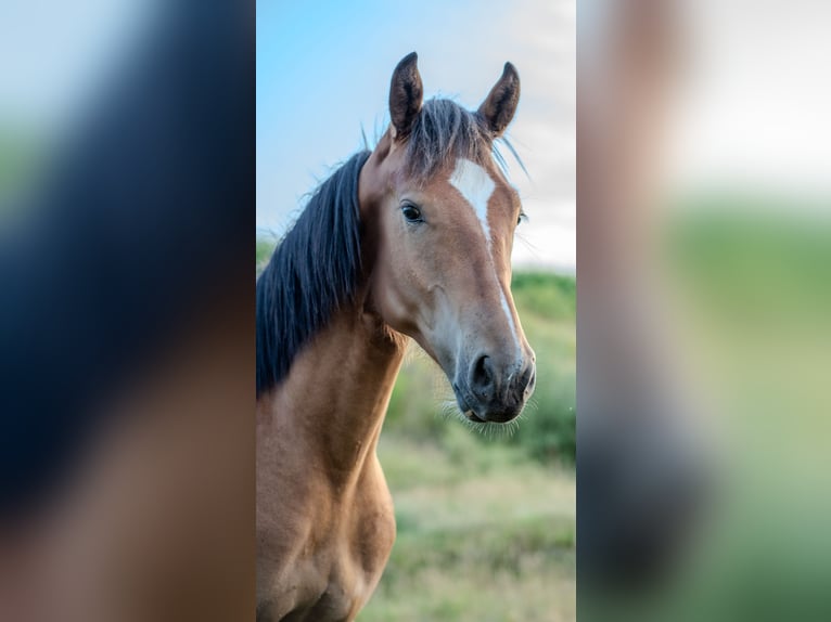 Freiberger Wallach 2 Jahre 163 cm Brauner in Vilshofen