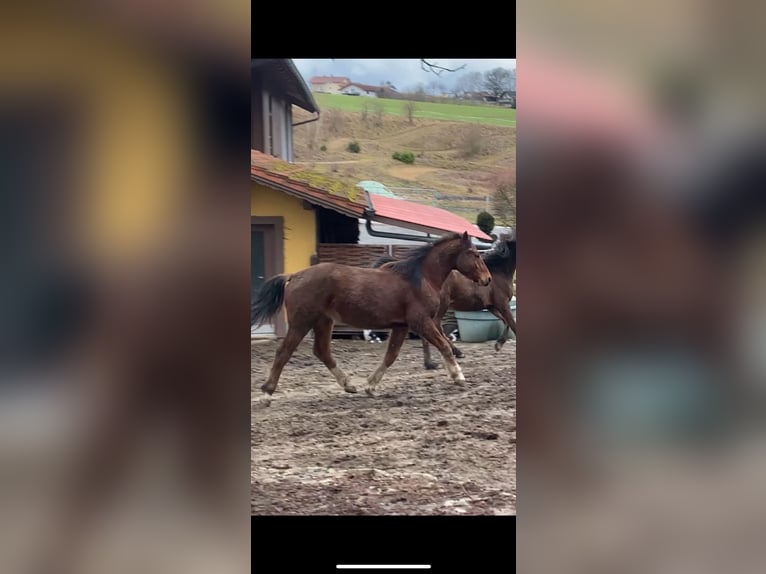 Freiberger Wallach 2 Jahre 163 cm Brauner in Vilshofen