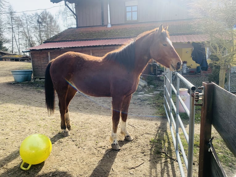 Freiberger Wallach 2 Jahre 163 cm Brauner in Vilshofen