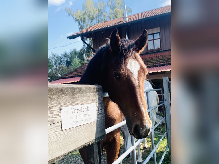 Freiberger Wallach 2 Jahre 163 cm Brauner in Vilshofen