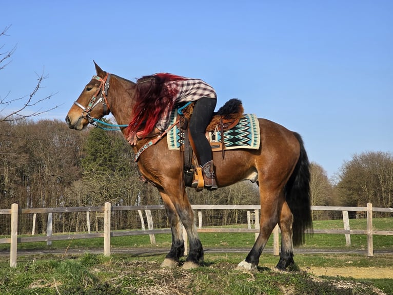 Freiberger Wallach 3 Jahre 153 cm Brauner in Linkenbach
