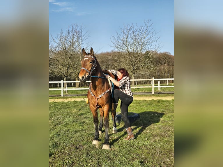 Freiberger Wallach 3 Jahre 153 cm Brauner in Linkenbach