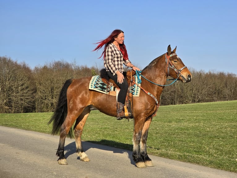 Freiberger Wallach 3 Jahre 153 cm Brauner in Linkenbach