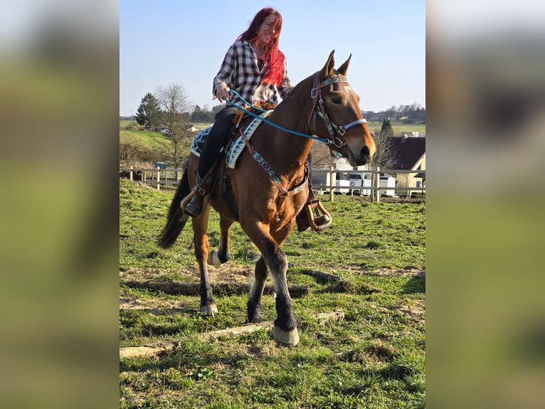 Freiberger Wallach 3 Jahre 153 cm Brauner in Linkenbach