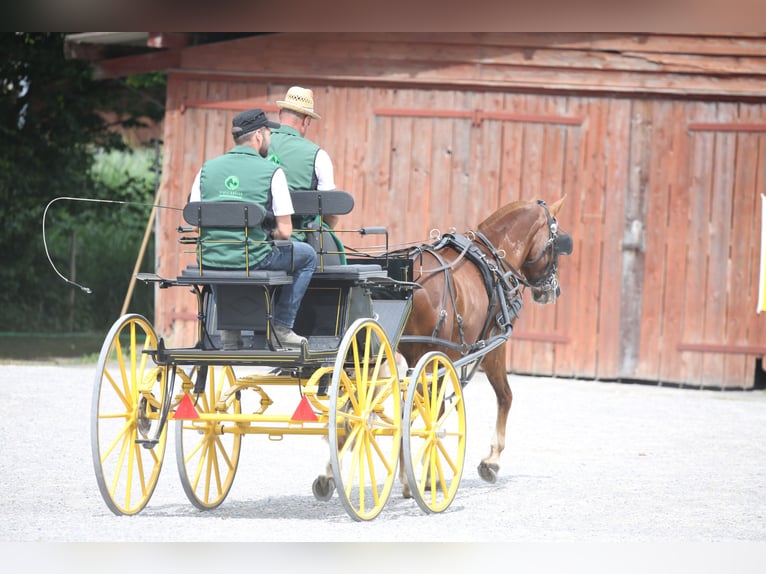 Freiberger Wallach 3 Jahre 153 cm Dunkelfuchs in Sch&#xF6;nholzerswilen