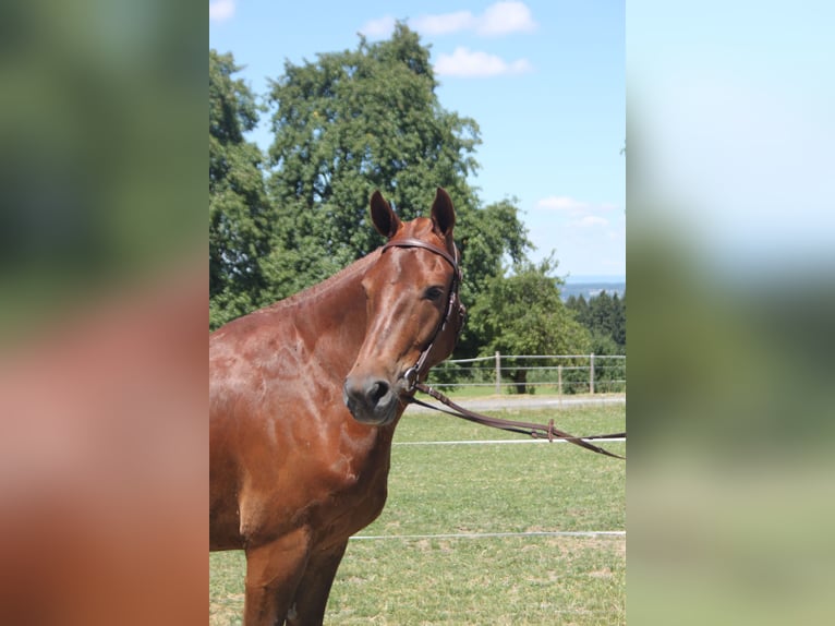 Freiberger Wallach 3 Jahre 153 cm Dunkelfuchs in Sch&#xF6;nholzerswilen