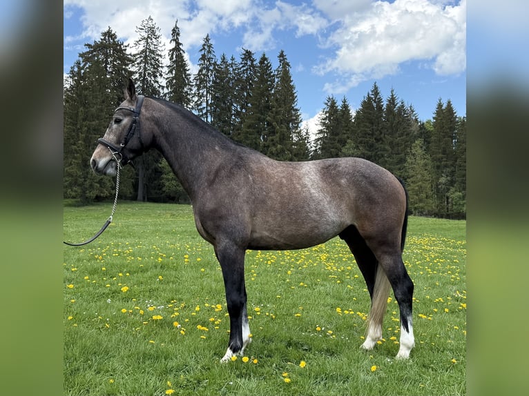 Freiberger Wallach 3 Jahre 154 cm Schimmel in Saignelégier