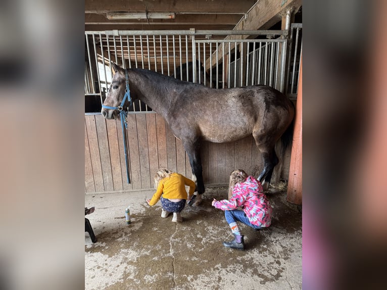 Freiberger Wallach 3 Jahre 154 cm Schimmel in Saignelégier
