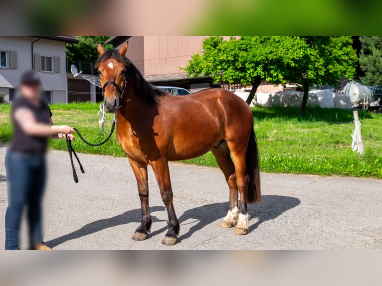 Freiberger Wallach 3 Jahre 155 cm Brauner in Wigoltingen