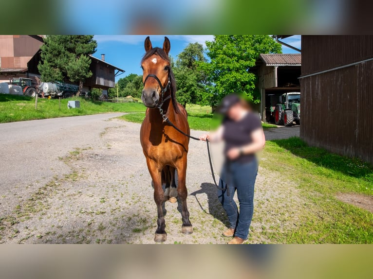 Freiberger Wallach 3 Jahre 155 cm Brauner in Wigoltingen