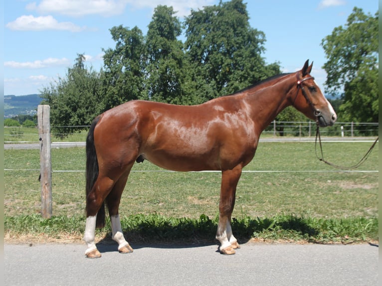 Freiberger Wallach 3 Jahre 155 cm Brauner in Sch&#xF6;nholzerswilen
