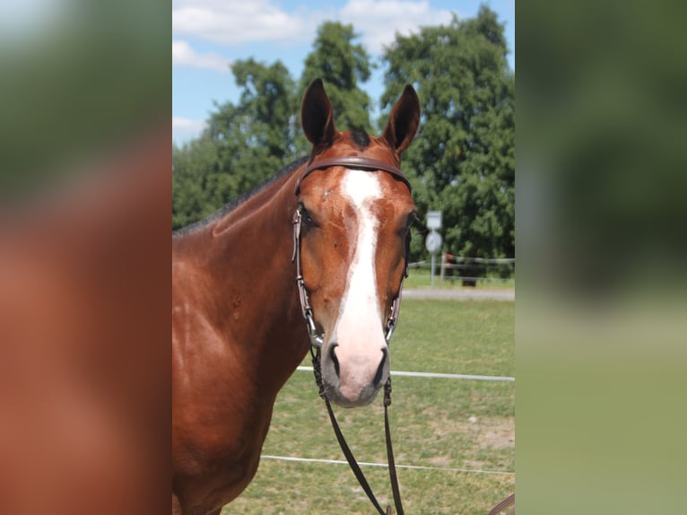 Freiberger Wallach 3 Jahre 155 cm Brauner in Sch&#xF6;nholzerswilen