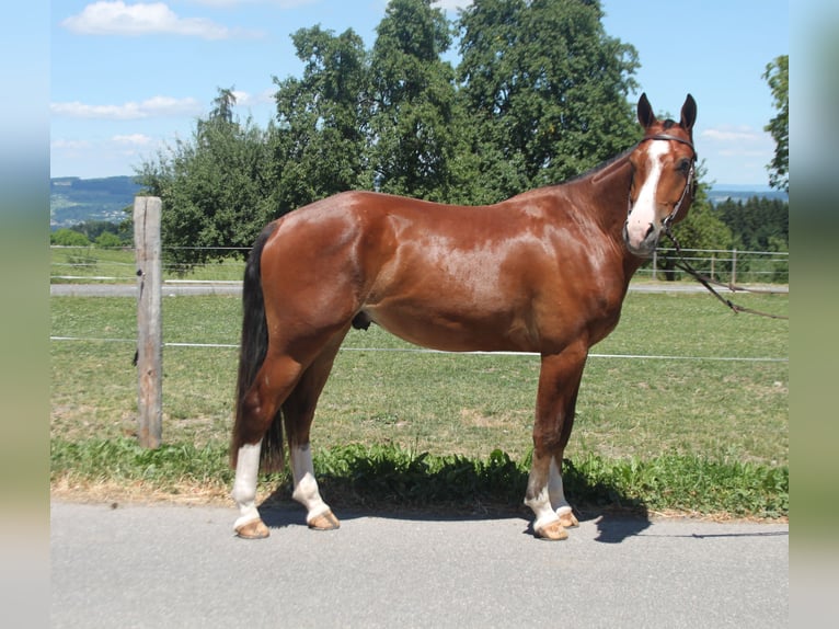 Freiberger Wallach 3 Jahre 155 cm Brauner in Sch&#xF6;nholzerswilen