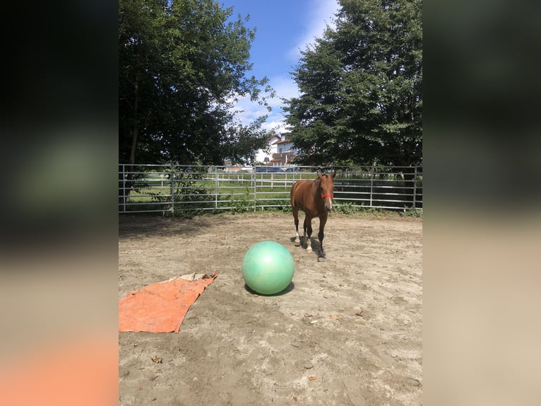Freiberger Wallach 3 Jahre 156 cm Brauner in R&#xFC;mmingen