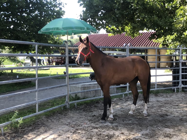 Freiberger Wallach 3 Jahre 156 cm Brauner in R&#xFC;mmingen