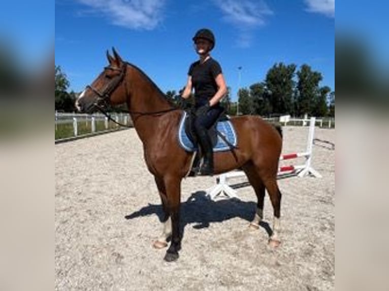 Freiberger Wallach 3 Jahre 156 cm Brauner in R&#xFC;mmingen
