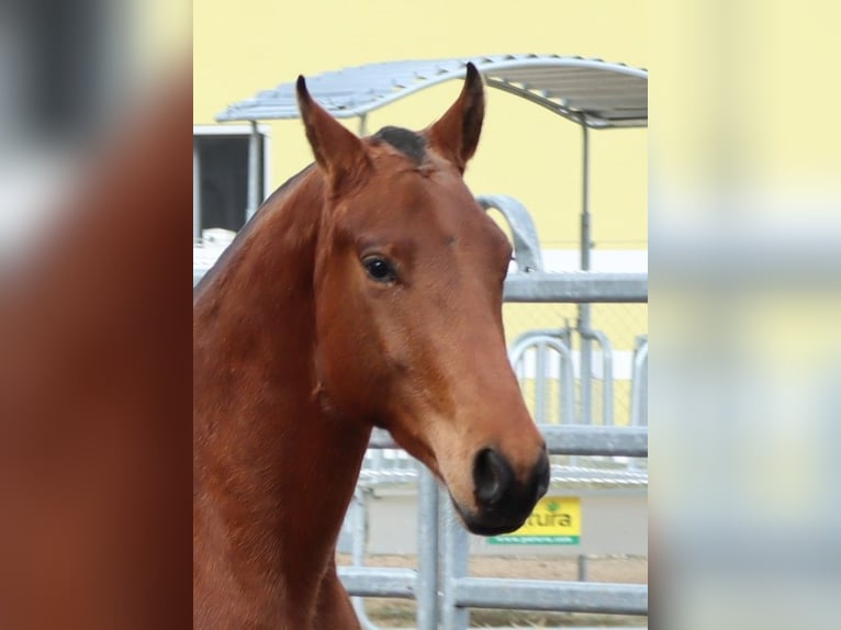 Freiberger Wallach 3 Jahre 156 cm Brauner in Balsthal