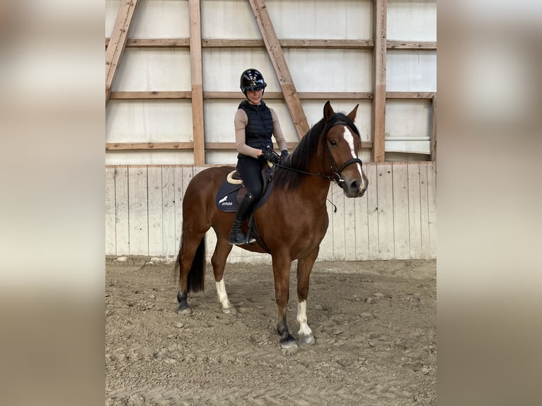 Freiberger Wallach 3 Jahre 156 cm Brauner in Rengg