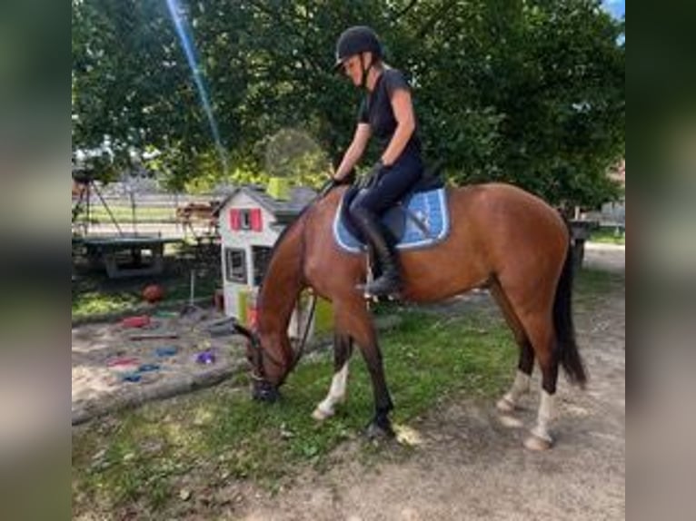 Freiberger Wallach 3 Jahre 156 cm Brauner in R&#xFC;mmingen